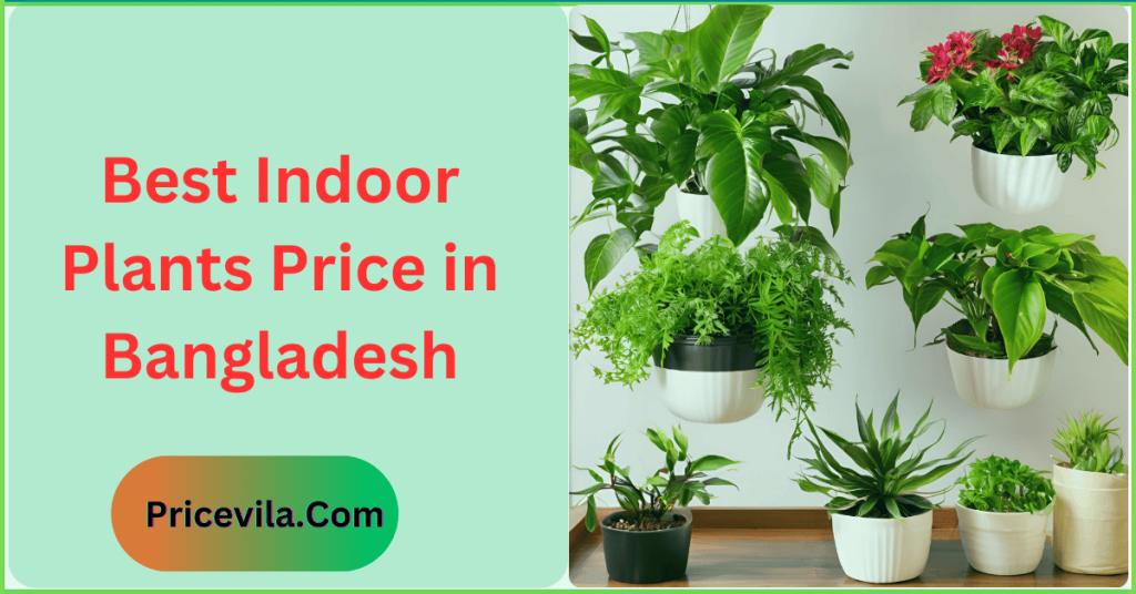 Best Indoor Plants Price in Bangladesh